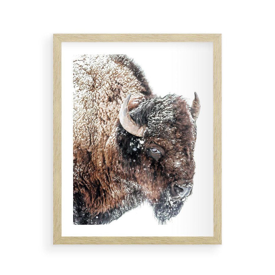 Plakat w ramie 40x50 - Obraz Dzikiej Przyrody w Śnieżnym Otoczeniu - żubr, śnieg - rama drewno
