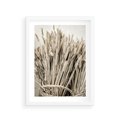Plakat w ramie 30x40 - Letni Plon - zboże, kłosy zboża - rama biała