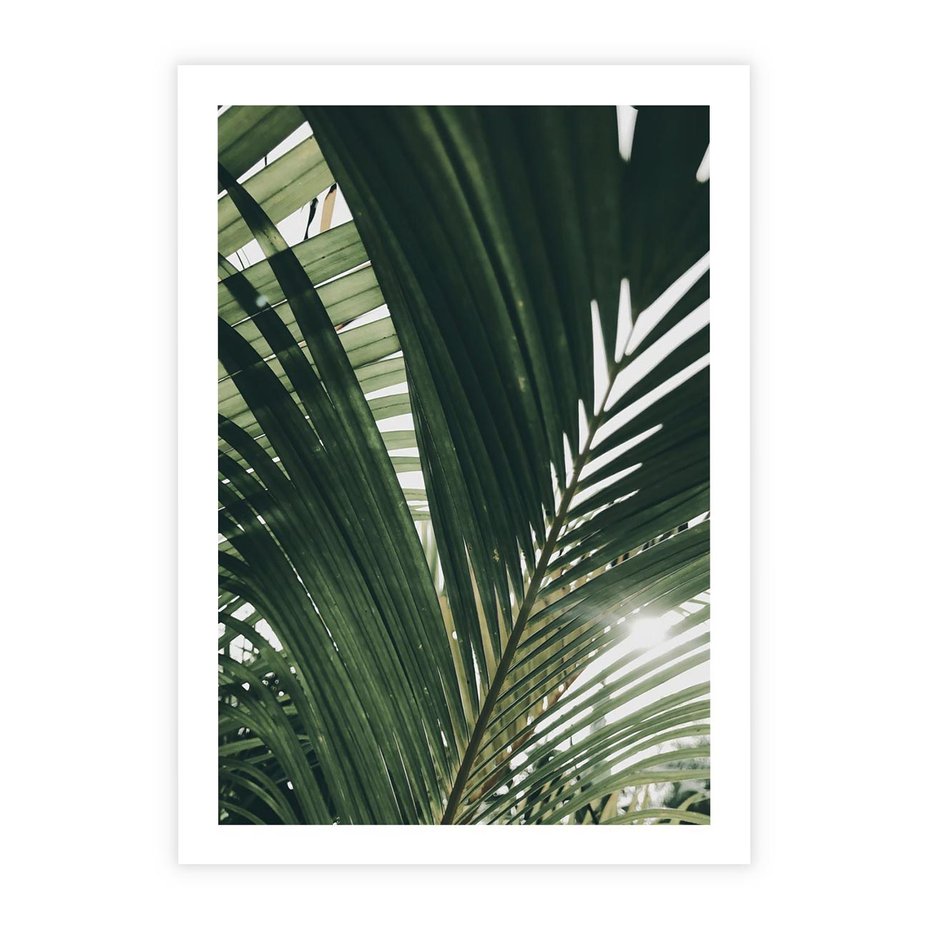 Plakat bez ramy 50x70 - Tropikalne Uroki: Palmy i Zielone Liście - palmy, zielone liście