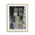 Plakat w ramie 50x70 - Wilk w Zimowym Lesie - wilk, las - rama drewno