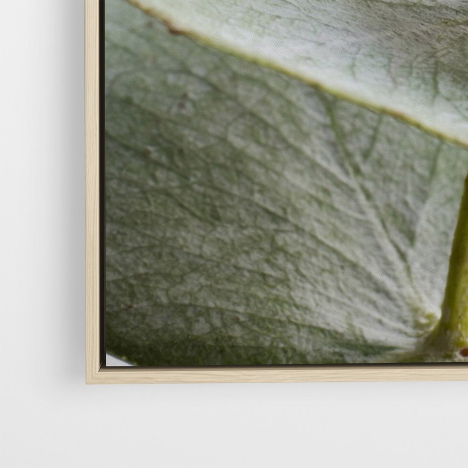 Obraz w ramie 50x70 - Eukaliptusowa zieleń - eukaliptus, zielone - rama drewno