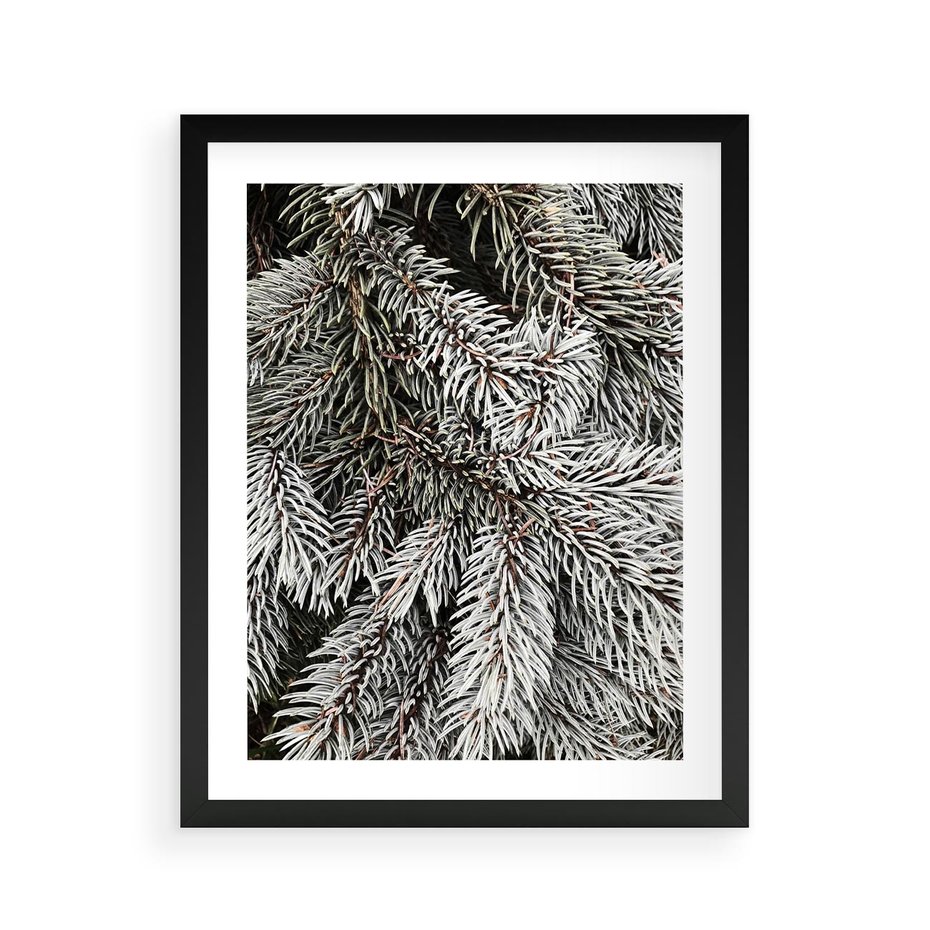 Plakat w ramie 40x50 - Cisza Zimowej Natury - zima, iglaste gałązki - rama czarna