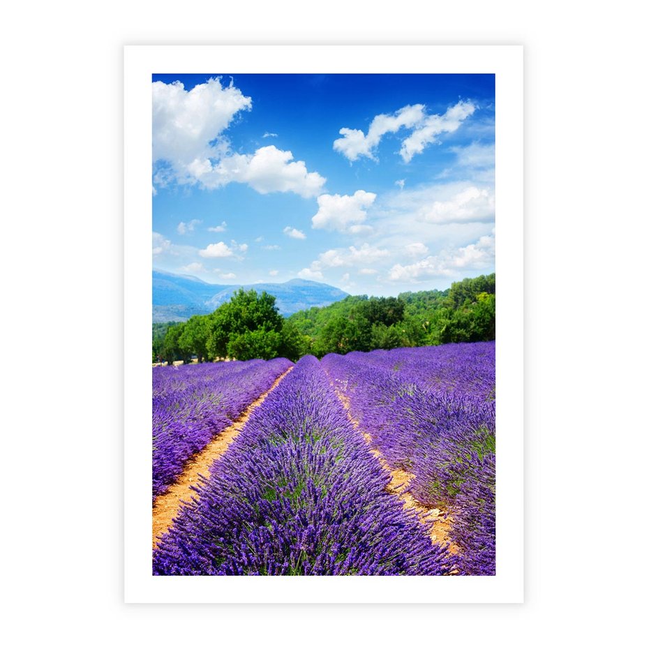 Plakat bez ramy 40x50 - Prowansalska Lawenda - lawenda, prowansja