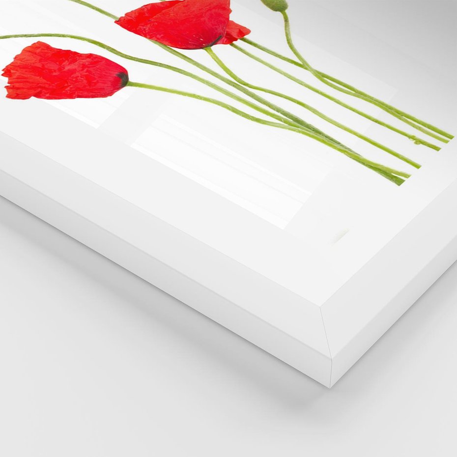 Plakat w ramie 50x70 - Pola maków w pełnym kolorze - maki, kwiaty - rama biała