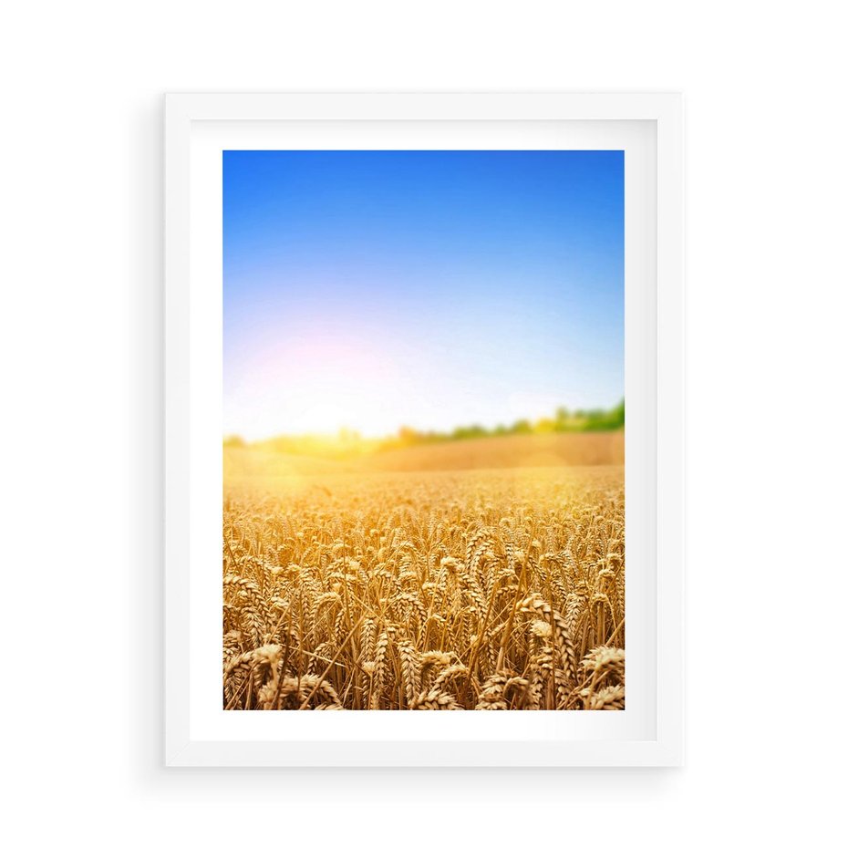 Plakat w ramie 50x70 - Żyzne Pola - pole, pszenicy - rama biała