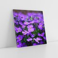 Obraz na płótnie 40x40 - Kwiatowe uniesienia magia natury - kwiat, kwiaty