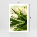 Plakat bez ramy 21x30 - Białe Piękno - białe, tulipany
