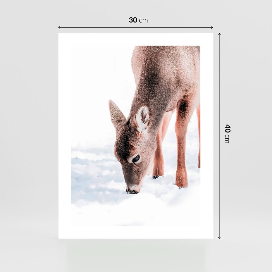 Plakat bez ramy 30x40 - Sarna w Zimowym Raju - sarna, na śniegu