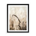 Plakat w ramie 50x70 - Źdźbło Pszenicy: Blisko Natury - źdźbło pszenicy, pszenica - rama czarna