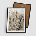 Plakat w ramie 50x70 - Letni Plon - zboże, kłosy zboża - rama czarna