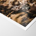 Plakat bez ramy 21x30 - Jesienny Jeleń w Lesie - jeleń, w lesie