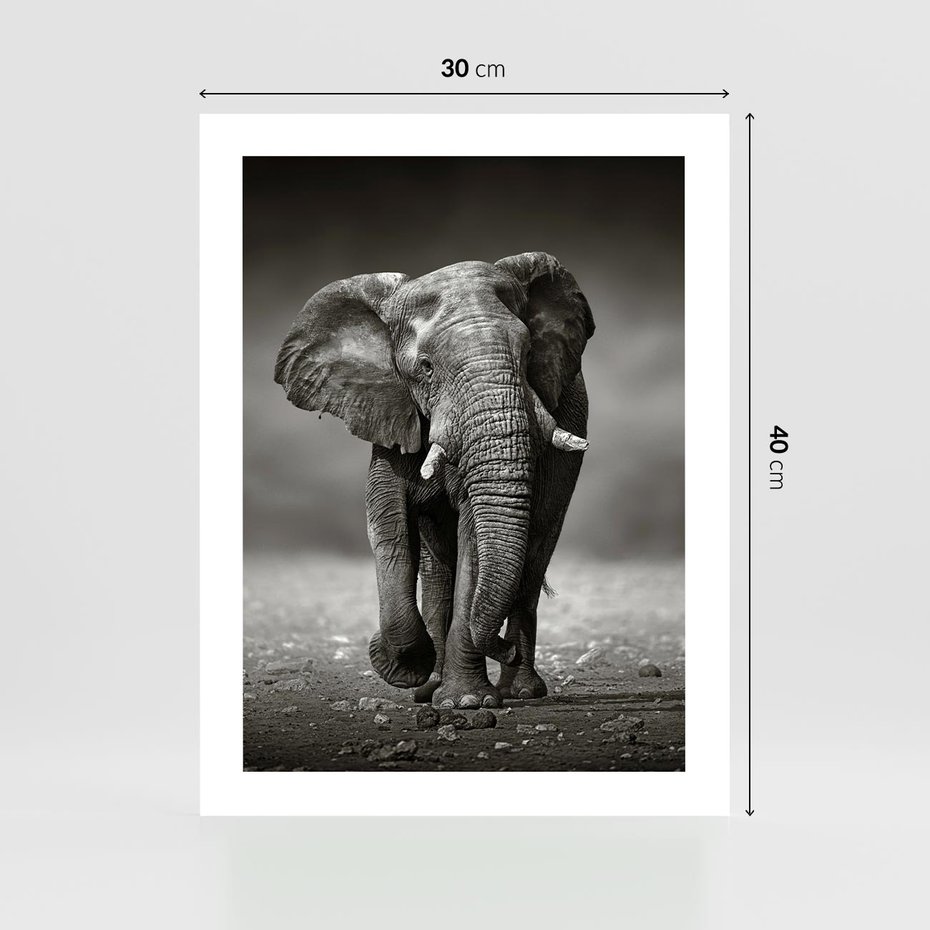 Plakat bez ramy 30x40 - Majestatyczny słoń Afryki - słoń, Afryka