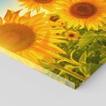 Obraz na płótnie 60x60 - kolorowe promienie - słoneczniki, kwiaty
