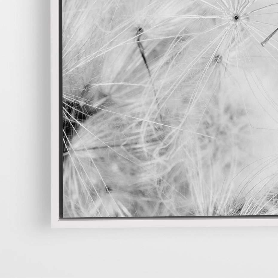 Obraz w ramie 80x80 - Zdmuchnięty Puch - dmuchawce, delikatne - rama biała