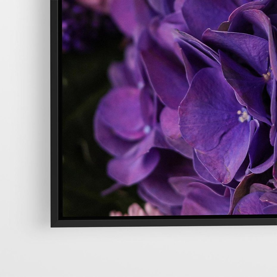 Obraz w ramie 50x50 - Fioletowa hortensja - kwiaty, hortensja - rama czarna