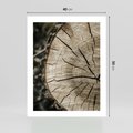 Plakat bez ramy 40x50 - Wnętrze Natury - pień, przecięty pień