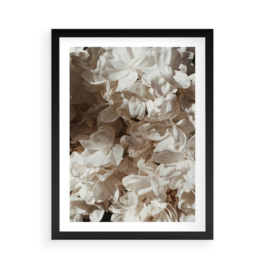 Plakat w ramie 50x70 - Płatki w Detalu - białe kwiaty, zbliżenie - rama czarna