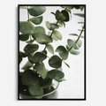 Obraz w ramie 50x70 - Zielone eukaliptusy - eukaliptus, liście - rama czarna