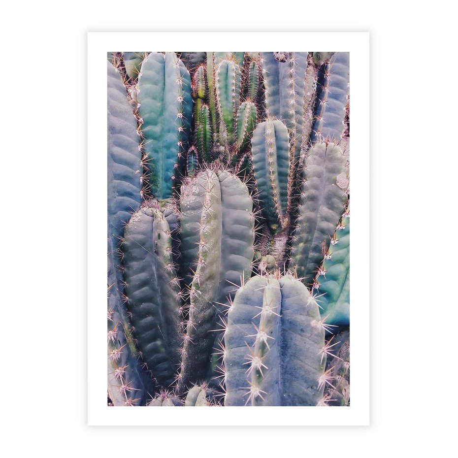 Plakat bez ramy 21x30 - Kaktusowy Raj - kaktusy, dużo kaktusów