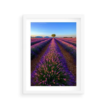 Plakat w ramie 50x70 - Fioletowa Magia - pole, lawendy - rama biała