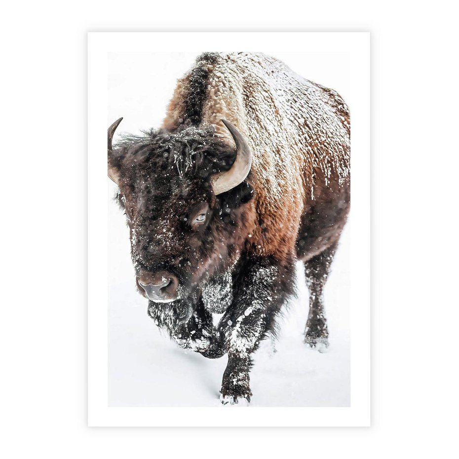 Plakat bez ramy 30x40 - Zimowy Władca Puszczy - żubr, bizon
