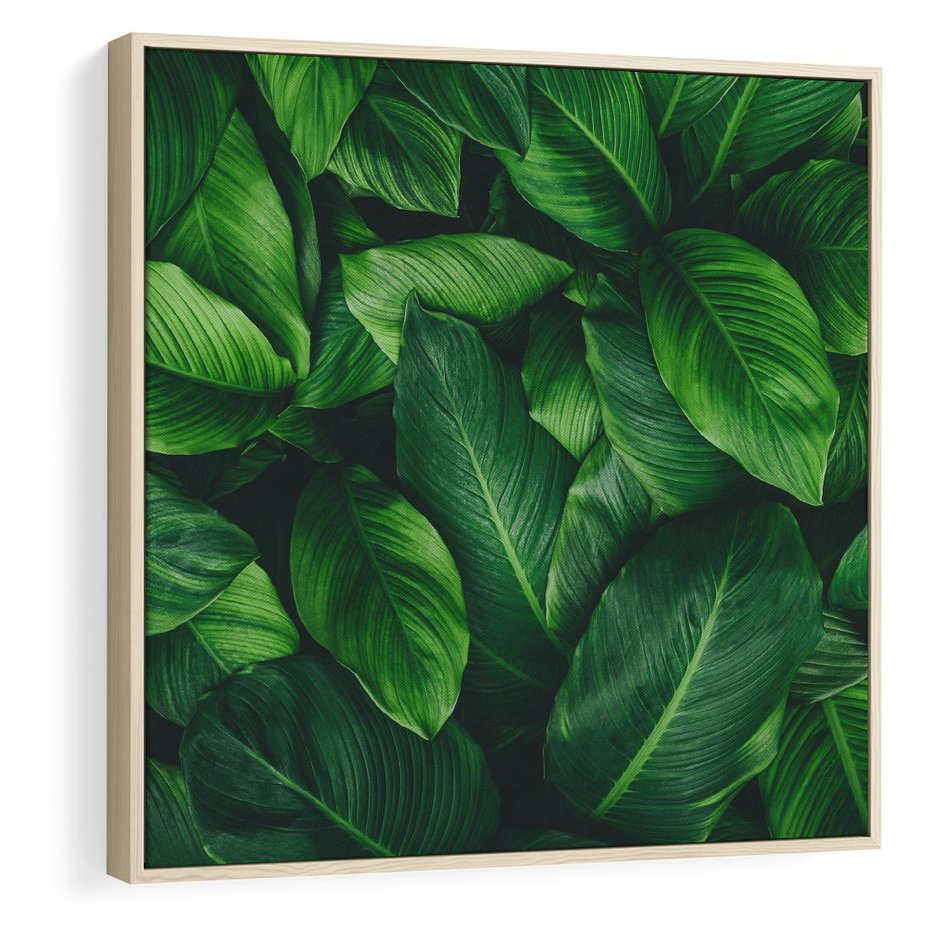 Obraz w ramie 50x50 - Palma Liście Kwiat - palma, liście - rama drewno