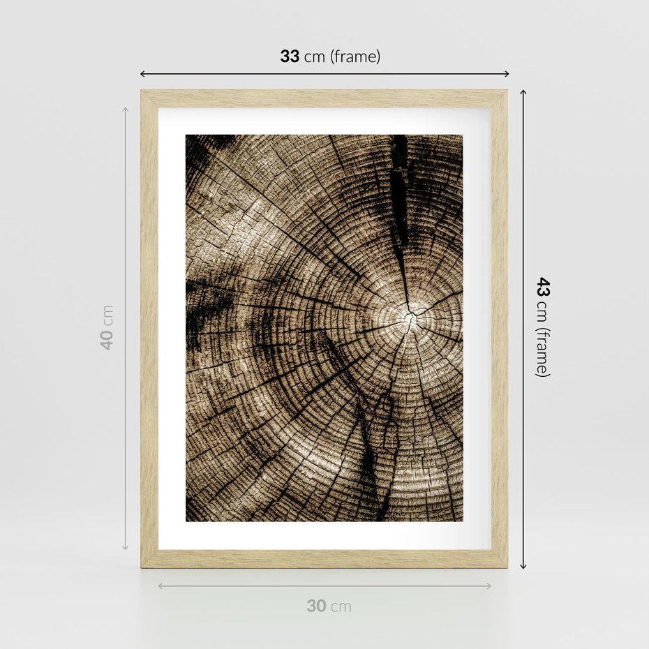 Plakat w ramie 30x40 - Natura Pod Lupą - pień drzewa, przekrój - rama drewno