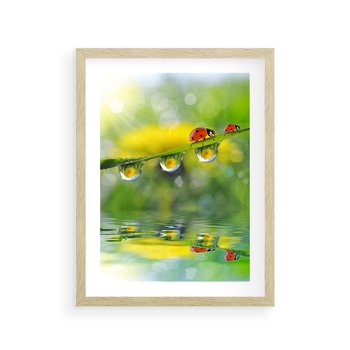 Plakat w ramie 40x50 - Deszczowa Biedronka - biedronka, deszcz - rama drewno