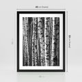 Plakat w ramie 40x50 - Kontrast Monochromatyczny - brzozy, czarno - rama czarna