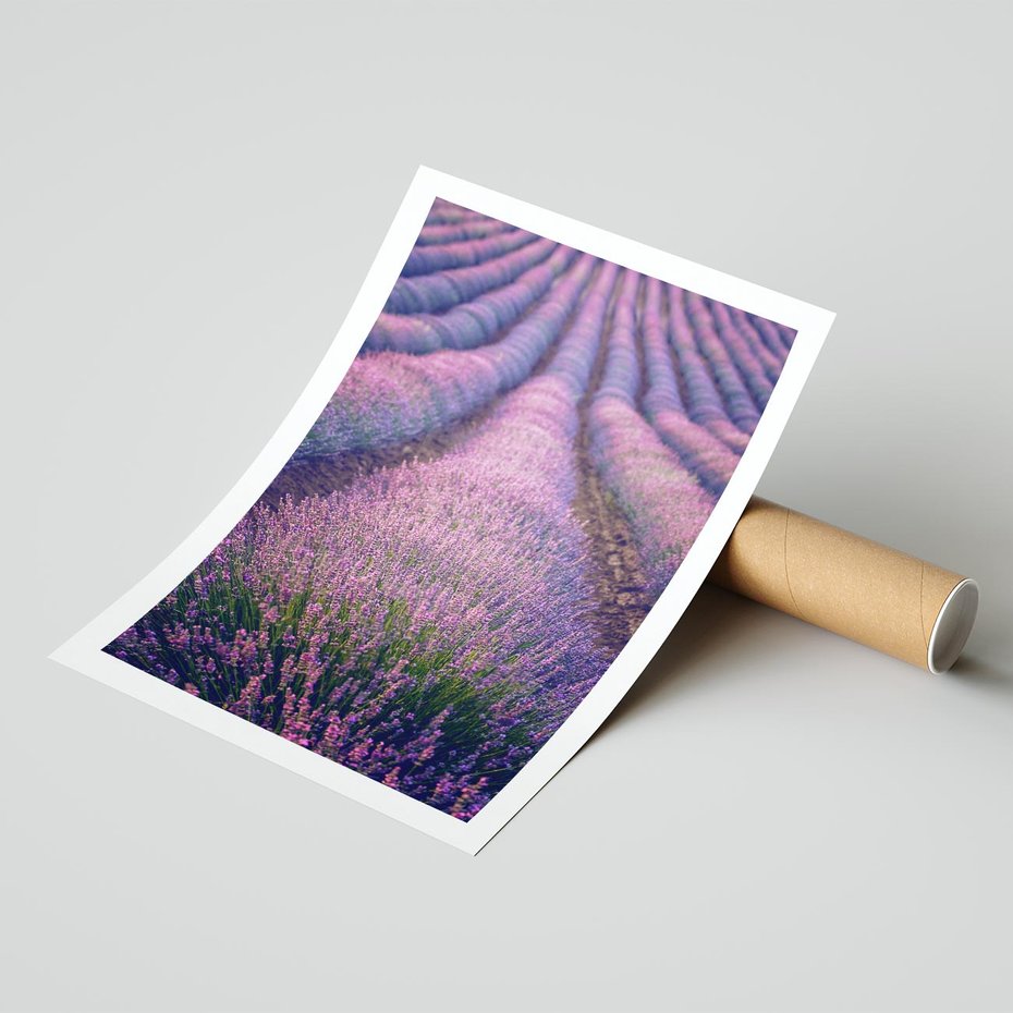Plakat bez ramy 30x40 - Pole Lawendy w Pełnej Krasie - pole lawendy, kompozycja