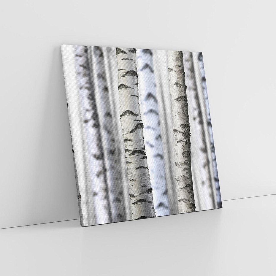 Obraz na płótnie 60x60 - Delikatność brzóz - brzozy, las