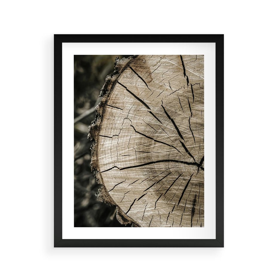 Plakat w ramie 40x50 - Wnętrze Natury - pień, przecięty pień - rama czarna