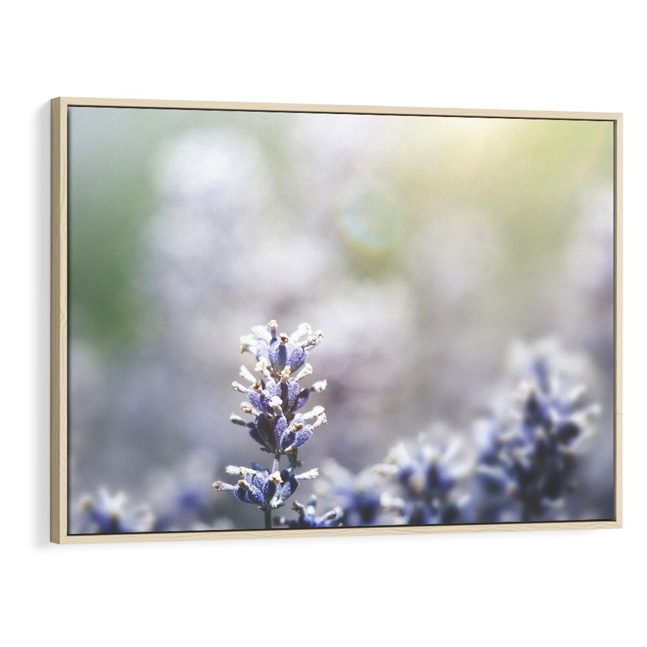 Obraz w ramie 120x80 - Delikatna Uroda Natury - wrzosy, fiolet - rama drewno