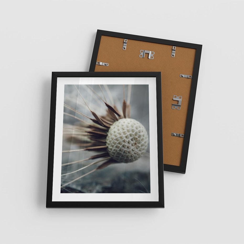 Plakat w ramie 40x50 - Makro Dmuchawiec - dmuchawiec, zbliżenie - rama czarna