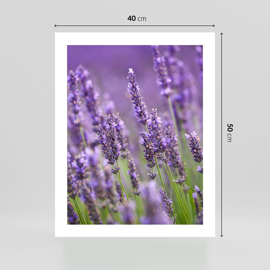 Plakat bez ramy 40x50 - Urok lawendy - lawenda, kwiaty