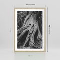 Plakat w ramie 50x70 - Siła Natury - czarno biała fotografia, korzenie wielkiego drzewa - rama drewno