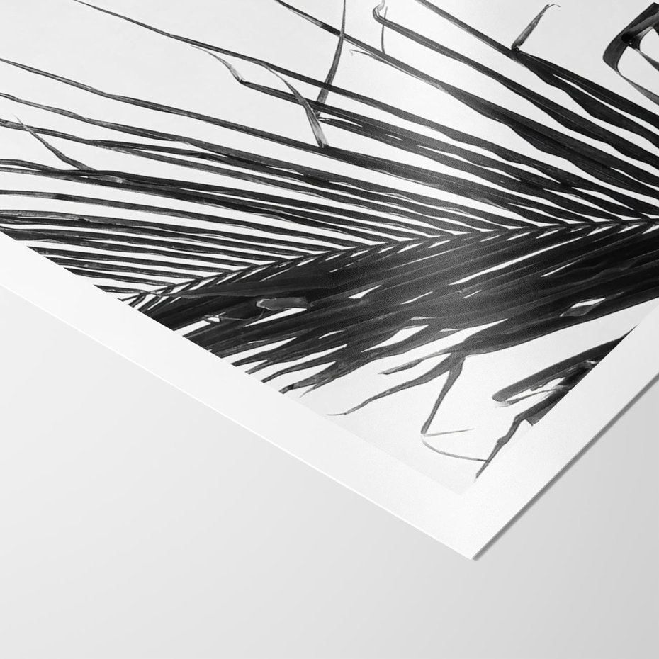 Plakat bez ramy 30x40 - Sztuka Natury: Monochromatyczna Palma - palma, czarno białe zdjęcie