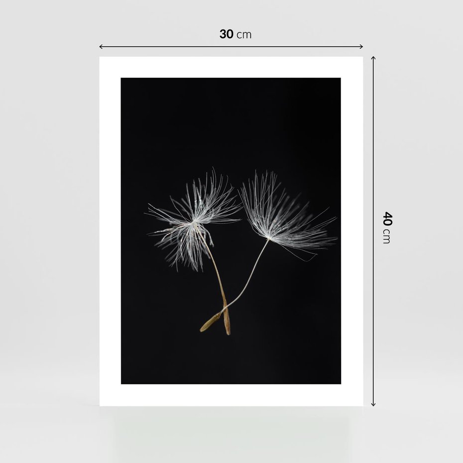 Plakat bez ramy 30x40 - Delikatność Wiatru - dmuchawce, makro