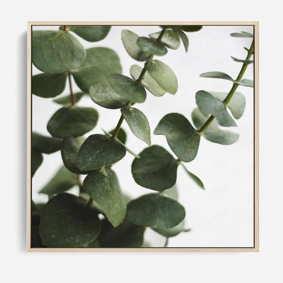 Obraz w ramie 80x80 - Zielone eukaliptusy - eukaliptus, liście - rama drewno