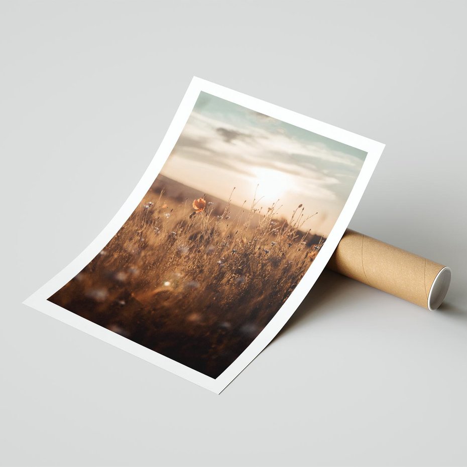 Plakat bez ramy 40x50 - Zachwyt zachodem słońca na łące - zachód, słońca