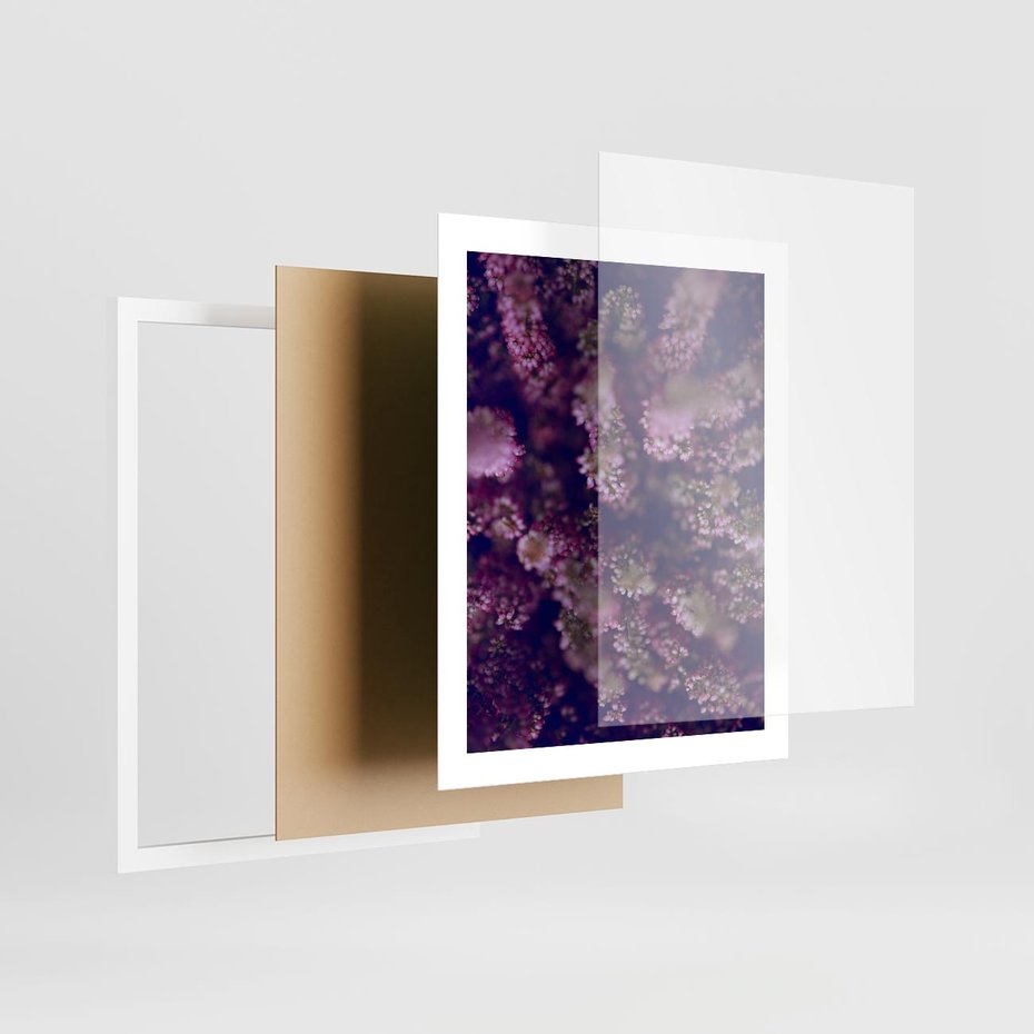 Plakat w ramie 40x50 - Wrzosowa Delikatność - wrzosy, kwiaty - rama biała