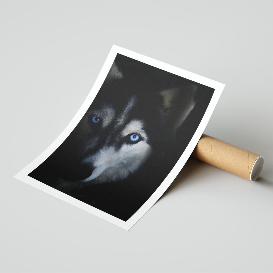 Plakat bez ramy 21x30 - Wilk i husky: siła przyjaźni - wilk, husky