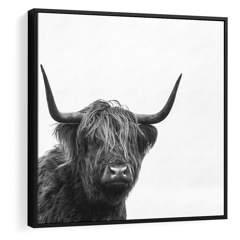 Obraz w ramie 50x50 - Moc i Spokój - amerykańskie bydło, byk - rama czarna