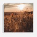 Obraz w ramie 50x50 - Zachwyt zachodem słońca na łące - zachód, słońca - rama biała