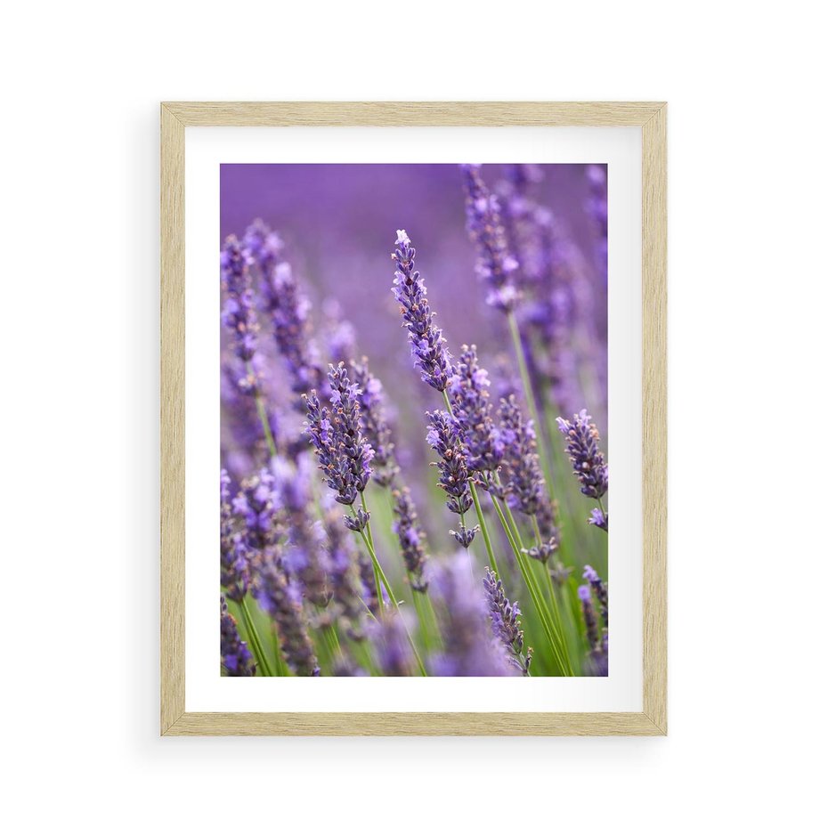 Plakat w ramie 40x50 - Urok lawendy - lawenda, kwiaty - rama drewno
