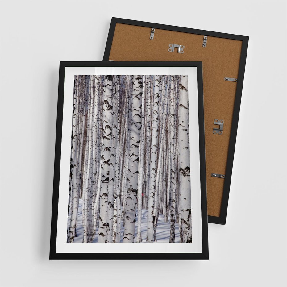 Plakat w ramie 50x70 - Lśniące Brzozy - brzozy, las - rama czarna