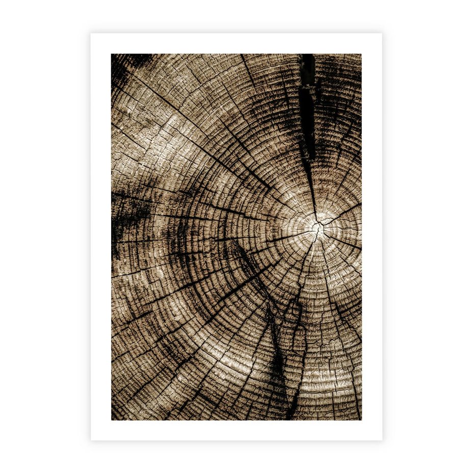 Plakat bez ramy 21x30 - Natura Pod Lupą - pień drzewa, przekrój