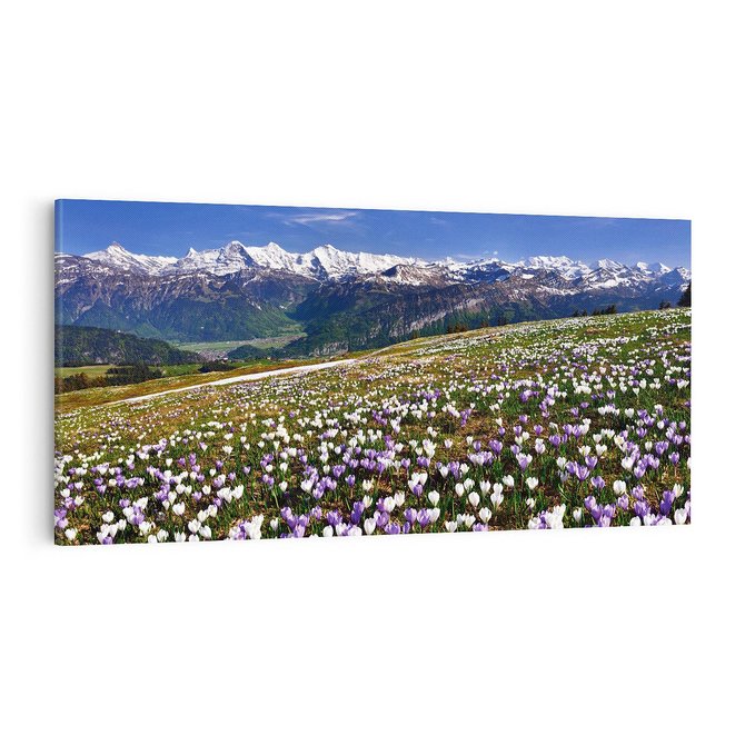 Obraz na płótnie 100x50 - Wiosenne Czarowanie - krokusy, góry