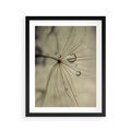 Plakat w ramie 40x50 - Delikatność dmuchawców - dmuchawce, krople - rama czarna