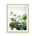Plakat w ramie 50x70 - Zielony Świat Eukaliptusa - eukaliptus, fotografia - rama drewno